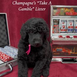 Bluff (Pink Collar Girl) - Black female Poodle puppy in Cambridge, Wisconsin from Champagne Poodles
