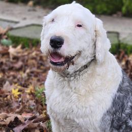 Barney - Old English Sheepdog