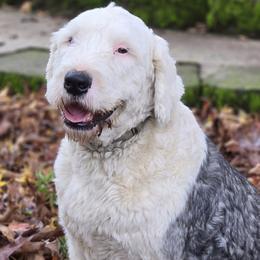 Barney - Old English Sheepdog