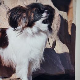 Papillons from Carousel Papillons