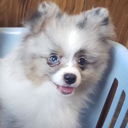 Harley - Blue merle male Pomeranian puppy in Burton, Michigan from Ranger's Pomeranians