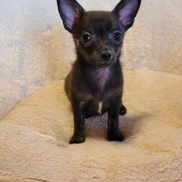 Chandler - Black and tan Chihuahua puppy in Pea Ridge, Arkansas from Rockin Robbins Chihuahuas