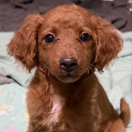 Koda - Apricot male Goldendoodle puppy in Centralia, Missouri from Oodles Of Doodles Mo.