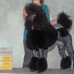 Poodles from Isfahel Kennels