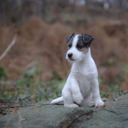 Jack Russell Terrier Puppies from Brigadoon Farm