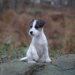 Jack Russell Terrier Puppies from Brigadoon Farm