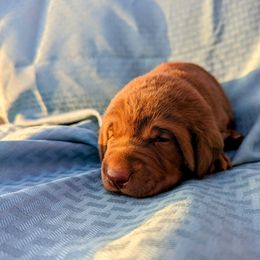 Dilute Retriever and Labrador Retriever Puppies from LC Hunting Labs, LLC.