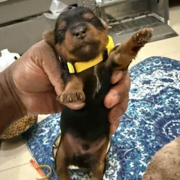 Yellow - Black and tan female Yorkshire Terrier puppy in North Las Vegas, Nevada from KD's Yorkshire Terriers