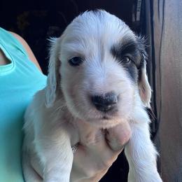 Sonic - Piebald male Dachshund puppy in Chelsea, Oklahoma from Renee's Dachshund's
