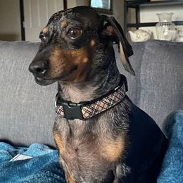 Dachshunds from Winnie's Wonders