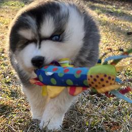 Boy 3 - Black and white male Siberian Husky puppy in Monroe, Georgia from Beastly Beauties Huskies & Pomskies