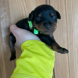 Panda - Black and rust male Miniature Pinscher puppy in Lancaster, Missouri from White Stone Ranch