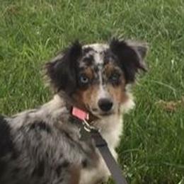 Miniature Australian Shepherds and Toy Australian Shepherds from Sunset View Farms