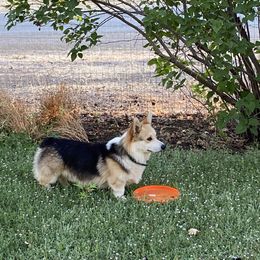 Gus - Pembroke Welsh Corgi