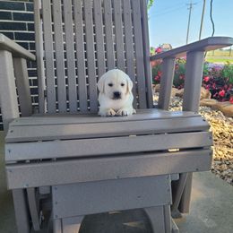 Biscuit - Yellow male Labrador Retriever puppy in Woodburn, Indiana from Marlene's Labrador Retrievers