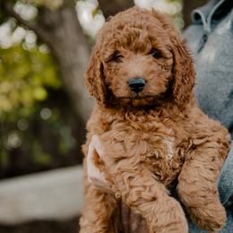 Goldendoodle and Sheepadoodle Puppies from Red River Goldendoodles