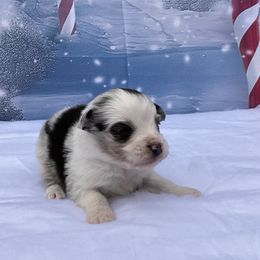 Jake - Blue merle male Miniature Australian Shepherd puppy in Signal Mountain, Tennessee from D & D Miniature and Toy Australian Sheppards