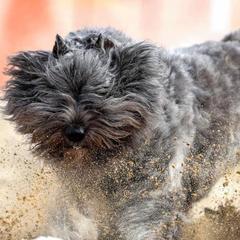 Bouvier des Flandres from Normandy Bouviers