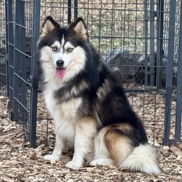Koda - Pomsky