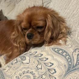 Cavalier King Charles Spaniels from Alexa Southard