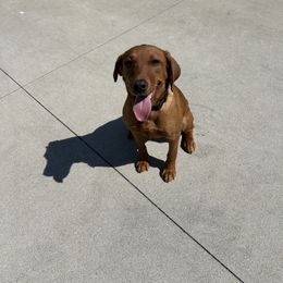 Bailey - Yellow female Labrador Retriever puppy in Sugarcreek, Ohio from 1611 Sport Dogs