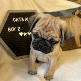 Fawn boy 2 - Fawn male Pug puppy in Norborne, Missouri from Pug Palace