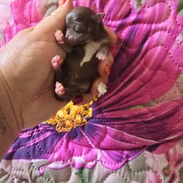 Cici - Chocolate and white female Chihuahua puppy in Amity, Pennsylvania from Baxters Chihuahuas