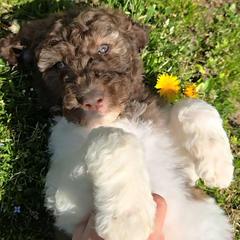 Bunny - female Newfypoo puppy in Mckenzie, Tennessee from Small Town Doodles & Poodles