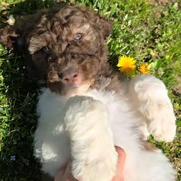 Bunny - female Newfypoo puppy in Mckenzie, Tennessee from Small Town Doodles & Poodles