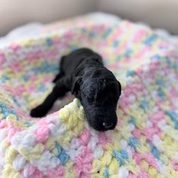 Boy 2 - Black male Goldendoodle puppy in Lenoir City, Tennessee from Niya’s Doodles