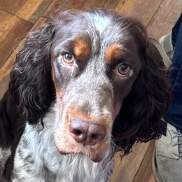 Koko - English Springer Spaniel