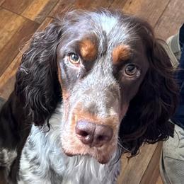 Koko - English Springer Spaniel