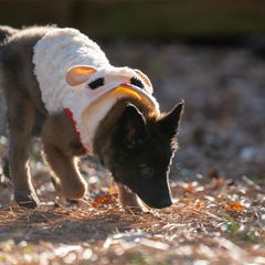 Belgian Tervuren Puppies from Golden Wind