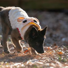 Belgian Tervuren Puppies from Golden Wind