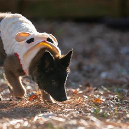 Belgian Tervuren Puppies from Golden Wind