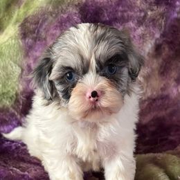 Tulip - Merle female Shihpoo puppy in Knoxville, Tennessee from Rocky Top Cavapoos