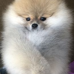 Pomeranian Puppies from Pardi Poms