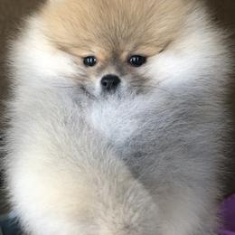 Pomeranian Puppies from Pardi Poms