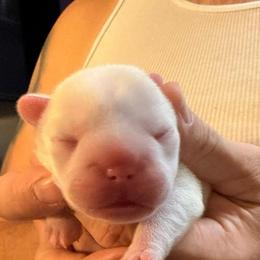 TBD - White female French Bulldog puppy in Spanaway, Washington from Frog Faced Frenchies