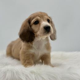 Marvel - Cream male Dachshund puppy in Litchfield, Illinois from Charmm Dachshunds