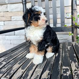 Ashley - Tri-color female Bernedoodle puppy in Holtwood, Pennsylvania from Country Ridge Puppies