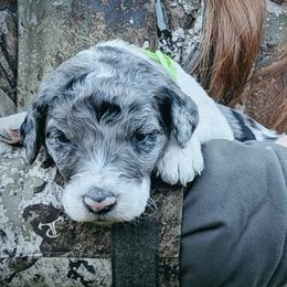 Jasper - Blue merle male Aussiedoodle puppy in Yacolt, Washington from Aussiedoodles by Maggie