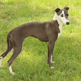 Hibrow - Italian Greyhound