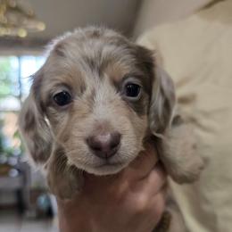 Malakai - Fawn (isabella) and cream male Dachshund puppy in Oklahoma City, Oklahoma from OkieDoxieland Dachshunds