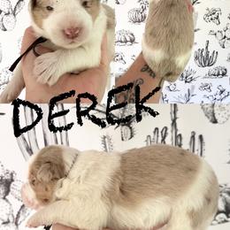 Derek - Red merle male Border Collie puppy in Sanger, California from Flying M Cactus Ranch Buddies