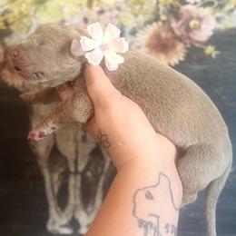Fettacini - Silver female Great Dane puppy in Lehigh Acres, Florida from Florida Wrinkles