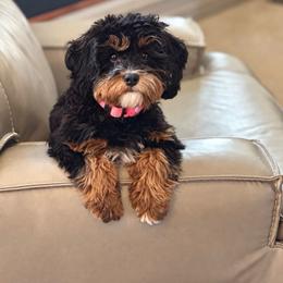 JADE - Cavapoo
