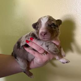 Tigger - Red merle male Australian Shepherd puppy in Caro, Michigan from White Tail Australian Shepherds