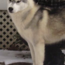 Siberian Huskies from LaSan Siberian Huskies