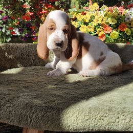 Fawn, Green Girl - Lemon and white female Basset Hound puppy in Foley, Alabama from Jubilee Basset Hounds